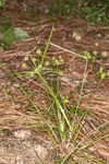 Baldwin's flatsedge